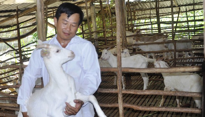 Nuôi dê thoát nghèo Anh Nguyễn Văn Đua bên đàn dê của mình. Ảnh: Hòa Hội.