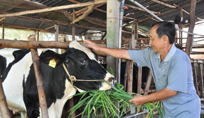Nuôi bò ứng phó biến đổi khí hậu, thoát nghèo Ông Tuấn cho bò ăn. Ảnh: Hòa Hội.