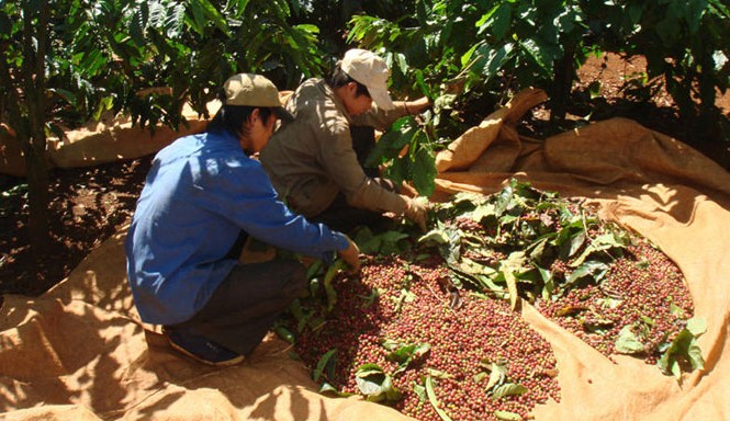 Hiệu quả từ mô hình cà phê VietGap Nông dân thu hoạch cà phê.