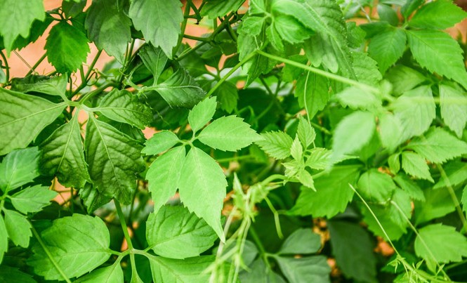 Bách niên giai lão nhờ 2 tách trà Giảo cổ lam mỗi ngày Bách niên giai lão nhờ 2 tách trà Giảo cổ lam mỗi ngày