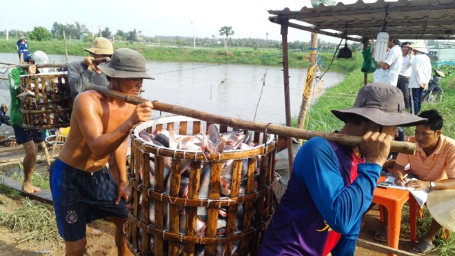 Thương lái Trung Quốc tung chiêu, nông dân lãnh đủ Thương lái Trung Quốc giảm mua cá tra quá lứa, khiến người nuôi đứng ngồi không yên. Ảnh: Bình Phương.