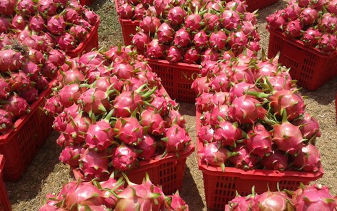 Thu mua thanh long trái phép: Nhiều thương lái Trung Quốc bị phạt Ảnh minh họa