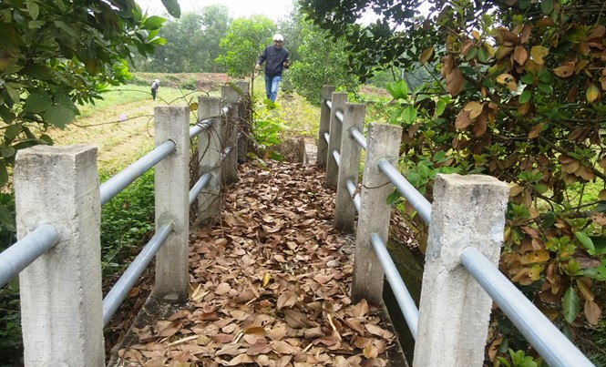 Kênh bạc tỷ bỏ hoang Tuyến kênh tưới bạc tỷ giờ bị bỏ hoang, ngập chìm trong cỏ rác, cây dại.