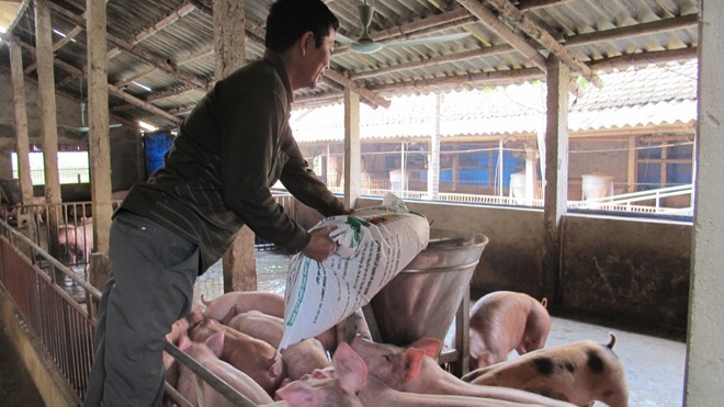 Ám ảnh chất tăng trọng đến bao giờ? Sau khi chất cấm Salbutamol bị “bịt”, người chăn nuôi đang quay sang sử dụng Cysteamine như “bảo bối” tăng trọng mới. Ảnh: Sao Mai.