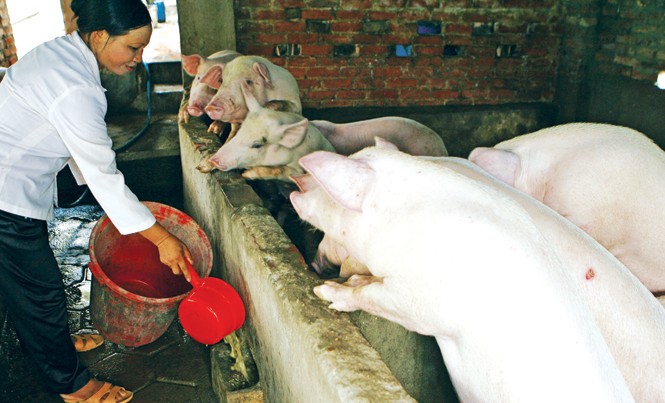 “Thủ phủ” heo điêu đứng vì thương lái Trung Quốc “bỏ bom” Người nuôi heo đang méo mặt vì giá heo giảm mạnh. Ảnh: Hồng Vĩnh.