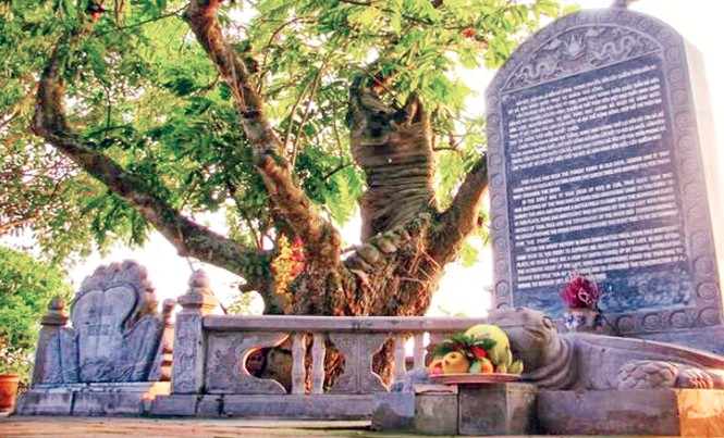 Huyền thoại Bạch Đằng giang - Bài cuối: Dọc miền ký ức Cây quếch cổ thụ gần nghìn năm tuổi vẫn toả bóng mát cho đến ngày nay.