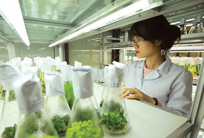 Nhân tài ồ ạt rời viện nghiên cứu Cán bộ nghiên cứu tại Phòng thí nghiệm trọng điểm công nghệ gene, Viện Công nghệ Sinh học, Viện Hàn lâm Khoa học và Công nghệ Việt Nam. Ảnh: Loan Lê.
