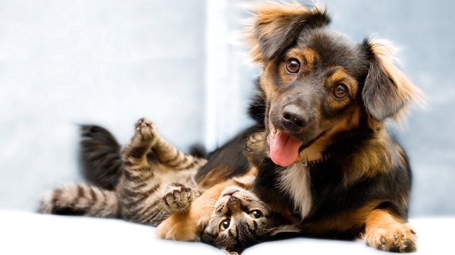 Công nhận chó, mèo là công dân Thị trấn Trigueros del Valle của Tây Ban Nha vừa công nhận chó và mèo là “công dân không phải người”. Ảnh: EFE