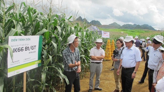 Lúng túng quản lý ngô biến đổi gene Dù đã đưa vào trồng đại trà một số giống ngô BĐG, nhưng việc quản lý sử dụng sản phẩm ngô BĐG còn lúng túng. Ảnh: Phạm Anh