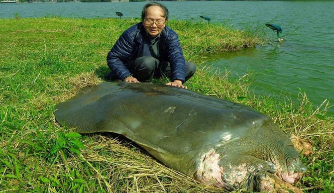 Bảo quản lâu dài xác rùa Hoàn Kiếm GS Hà Đình Đức tiếp cận cụ rùa Hồ Gươm.