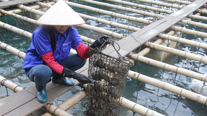 Vào vương quốc ngọc trai Chị Nguyễn Thị Thanh giải thích công đoạn chăm sóc đặc biệt trước khi cấy ngọc.