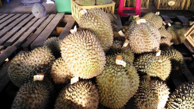 Thuốc thúc chín, bảo quản trái cây: Chưa được cấp phép Nhiều loại sầu riêng trên thị trường sử dụng thuốc thúc chín ngoài danh mục. Ảnh: Thanh Trung