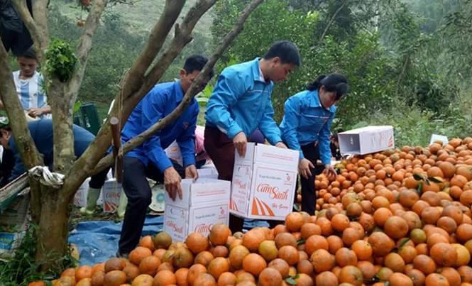 Khi cán bộ Đoàn giải cứu nông sản Khi cán bộ Đoàn giải cứu nông sản