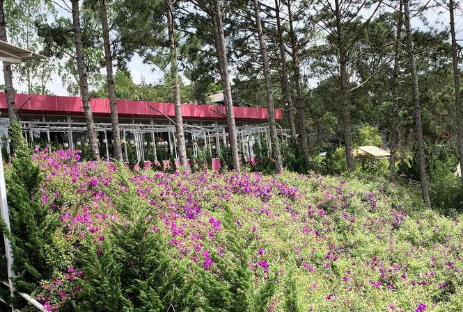 Ngó lơ công trình vi phạm “khủng”, nhiều cán bộ bị kỷ luật Nhà hàng trên đất rừng phòng hộ
Ảnh: K.A