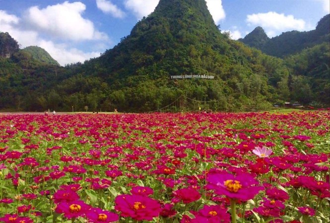 Thung lũng hoa lớn nhất Việt Nam 'chết yểu' Thung lũng hoa Bắc Sơn thu hút rất đông du khách một thời Ảnh: Thế Vinh