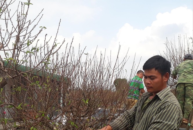 Người trồng đào Hà Nội: Nơi hồ hởi, chỗ chán chường Người trồng đào Nhật Tân chuẩn bị đào đón Tết