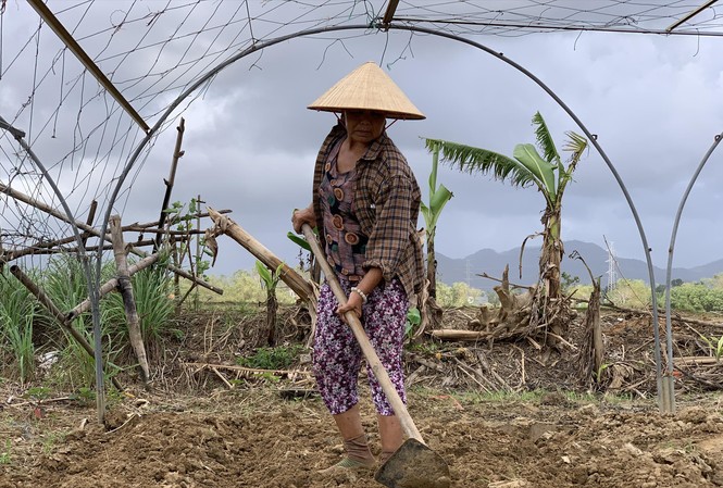 Nông dân 'thấp thỏm' chuẩn bị vụ Tết Các hộ nông dân ở HTX Rau Túy Loan (huyện Hòa Vang) tất bật chuẩn bị đất trồng để canh tác vụ mới, trước mắt là trồng rau ngắn ngày, sau đó “ngóng” trời để xuống giống vụ Tết. Ảnh: Giang Thanh