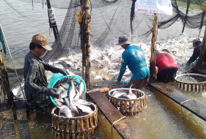 Cá tra Việt Nam phải cạnh tranh khốc liệt Người nuôi cá tra của Việt Nam đang phải cạnh tranh khốc liệt với các đối thủ mới từ Ấn Độ, Bangladesh, Trung Quốc. Ảnh: Bình Phương