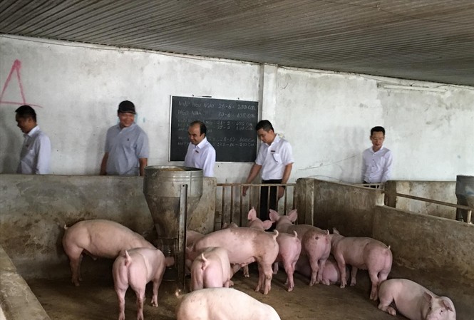 Bộ kêu gọi tái đàn heo, địa phương nói phải thực tế Số ít nông hộ còn nuôi lợn ở tỉnh Đồng Nai