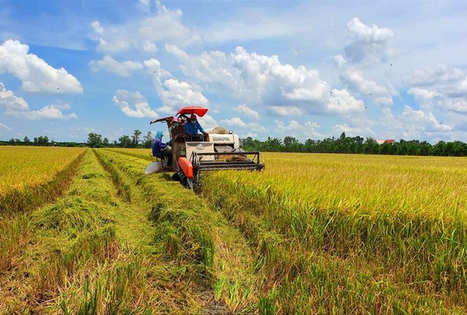 Nhỏ dần cánh đồng mẫu lớn Mô hình Cánh đồng lớn đang “teo tóp” dần ẢNH: CẢNH KỲ