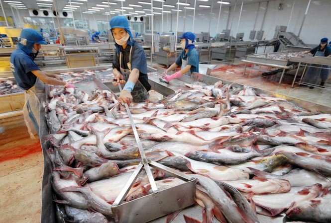 Các tỉnh bắt tay để sớm gỡ “thẻ vàng” cho thủy sản Doanh nghiệp chế biến cá xuất khẩu ở An Giang. Ảnh: hồng vĩnh