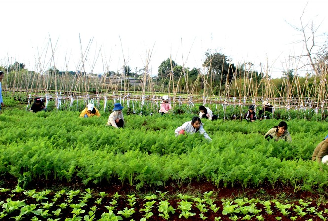 Ấm áp ngôi nhà chung Têrêsa Các em ở Nhà lưu trú sắc tộc Têrêsa chăm sóc vườn rau