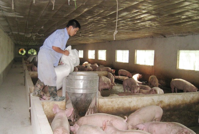 Sẽ nhập 100 nghìn tấn thịt lợn: Giải pháp tình thế cho dịp Tết Nhiều địa phương đang đẩy nhanh tái đàn, bổ sung nguồn thịt lợn trong những tháng tới. Ảnh: Bình Phương