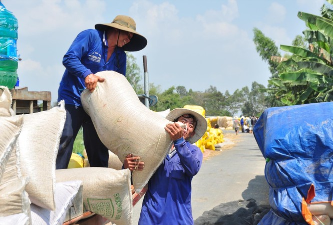 Hạn chế xuất khẩu gạo và lo dự trữ gấp: Tuột cơ hội bán được giá Ở ĐBSCL, giá gạo dùng cho dự trữ quốc gia đang ở mức cao. Ảnh: Anh Tuấn