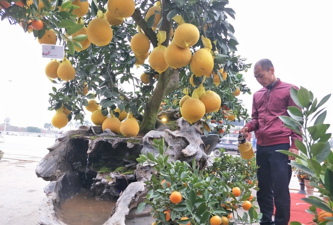 Cây cảnh... lãnh đủ: Ma trận bonsai Hoàn KTS. Ảnh: M.Đ