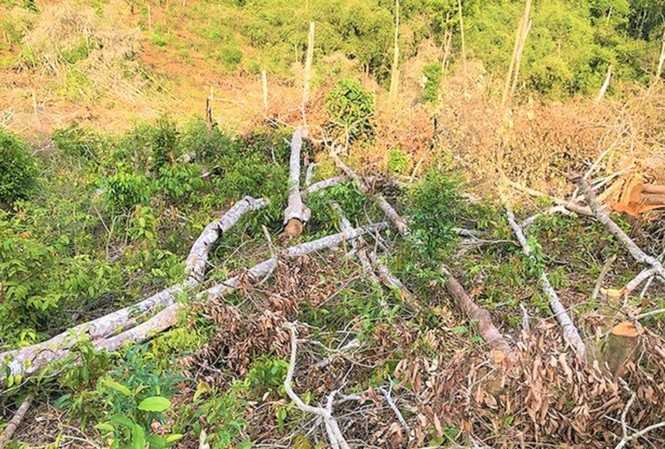 Gần 2.000 ha rừng tự nhiên suy giảm, Đắk Nông đề nghị chuyển cơ quan điều tra Một vụ phá rừng tại Đắk Nông