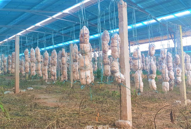 Đắk Lắk đồng loạt kiểm tra điện mặt trời áp mái mô hình trang trại Một mô hình trồng nấm, phía trên lắp pin năng lượng ở huyện Buôn Đôn