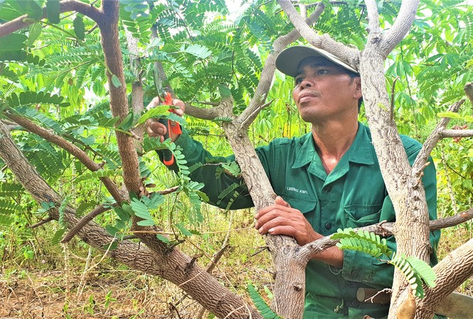 Nữ tiến sĩ hoá giải xung đột giữa người và voi Anh Y Nguyên cắt tỉa vườn me thái