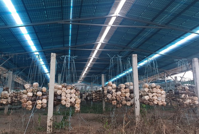 Bóc mẽ loạt dự án điện mặt trời ‘núp bóng’ nông nghiệp được hợp thức hóa Bên trong dự án trồng nấm kết hợp lắt đặt điện mặt trời