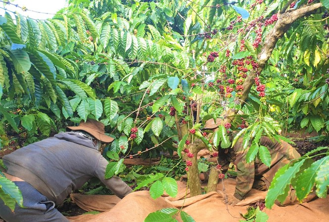 Tây Nguyên: Thưởng tết cao nhất gần 80 triệu đồng Rất ít doanh nghiệp dự kiến thưởng Tết cho công nhân