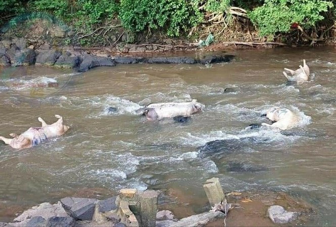 Chôn lợn chết ngay trước sân nhà Người dân vứt heo chết ở sông Nhạn