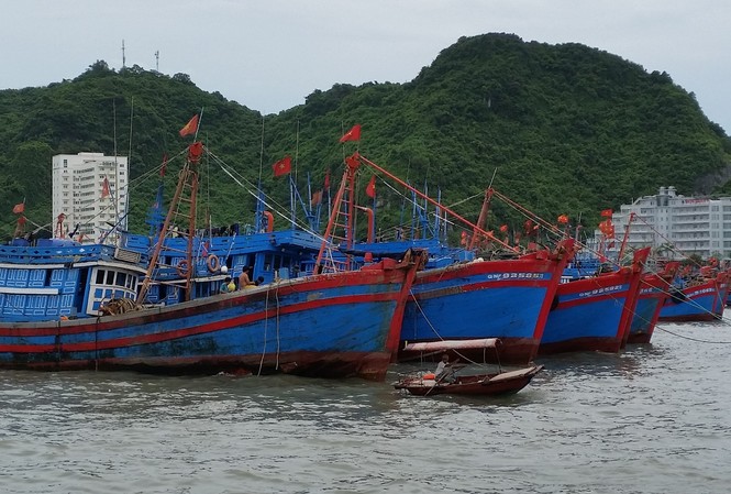 Khẩn cấp ứng phó với bão số 6, gió giật cấp 14-15
Nhiều tàu cá đã chủ động trú tránh để ứng phó với bão số 6 dự báo sẽ ảnh hưởng trực tiếp đến các tỉnh Nam Trung bộ trong thời gian tới Ảnh: Bình Phương