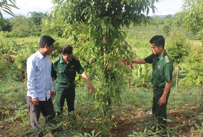 Miền đất của tình đoàn kết Nhờ sự giúp đỡ của Đồn Biên phòng Hướng Lập và nhân dân bản Ka Tiêng, người dân bản A Via đã đổi thay cuộc sống từ cây bời lời và sắn cao sản. Ảnh: PV