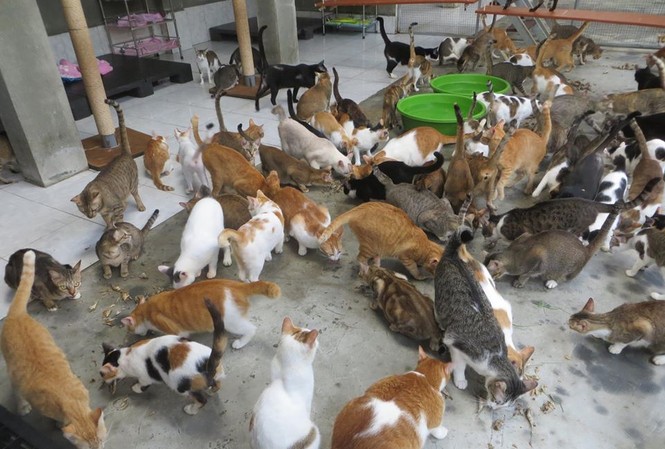 Quý ông giải cứu chó mèo Một góc “nơi trú ẩn” của Leo và các bạn