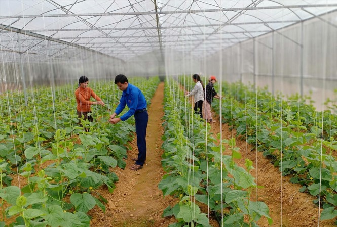 'Trang trại xanh 3 sạch' của chàng trai dân tộc Thái Phó Bí thư Đoàn xã Luận Thành Lương Ngọc Lai tại trang trại của mình
ảnh: PV