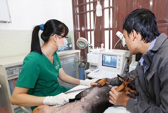 Nhộn nhịp dịch vụ chăm thú “cưng” Khám chữa bệnh cho thú cưng tại bệnh viện thú y PetCare