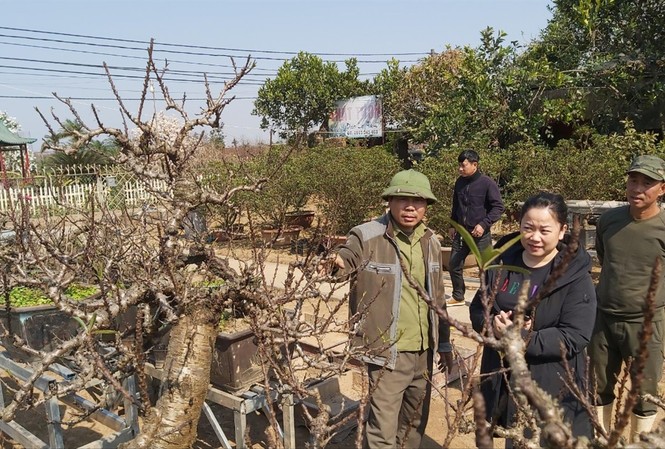 Thị trường hoa, cây cảnh Tết: Đào Nhật Tân đẹp, vẫn lo Một số khách hàng đến đặt thuê đào Thất Thốn của nghệ nhân Lê Hàm. Ảnh: Võ Hóa