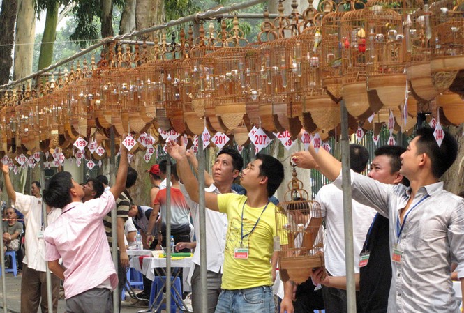 Cãi nhau, gây sự tại hội thi chim hót Hội thi thu hút hơn 200 chú chim tham gia tranh tài