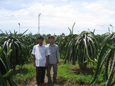 Chong đèn cao áp kích thanh long ra hoa: An toàn và tiết kiệm điện vượt trội Chong đèn cao áp kích thanh long ra hoa: An toàn và tiết kiệm điện vượt trội