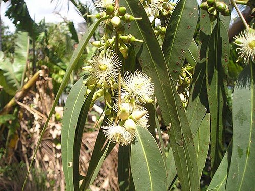 Chữa viêm xoang mà không dùng thuốc Chữa viêm xoang mà không dùng thuốc
