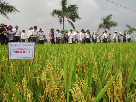 Thua thiệt nông dân gánh Thua thiệt nông dân gánh