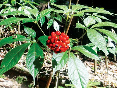 Ngọc linh sâm ma trận: Thật giả khó lường Ngọc linh sâm ma trận: Thật giả khó lường