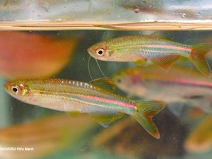 Phát hiện 12 loài cá nước ngọt mới ở Việt Nam Phát hiện 12 loài cá nước ngọt mới ở Việt Nam
