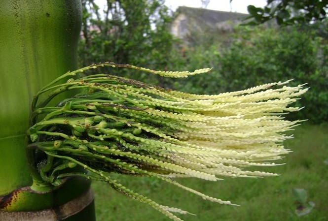 Hoa cau tốt cho dạ dày Hoa cau tốt cho dạ dày