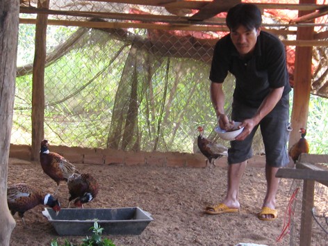 Thoát nghèo nhờ chim trĩ Thoát nghèo nhờ chim trĩ