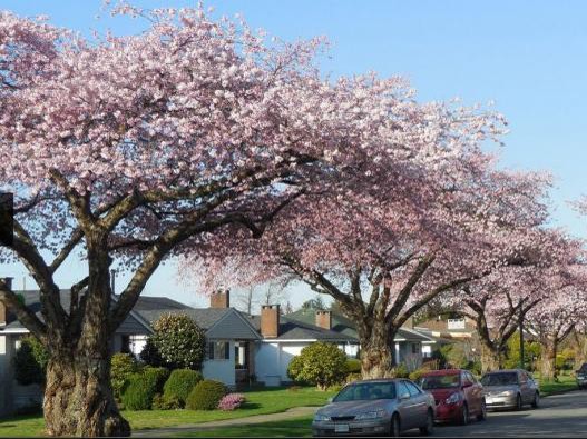 Sắc thắm của lễ hội hoa anh đào ở Canada Sắc thắm của lễ hội hoa anh đào ở Canada